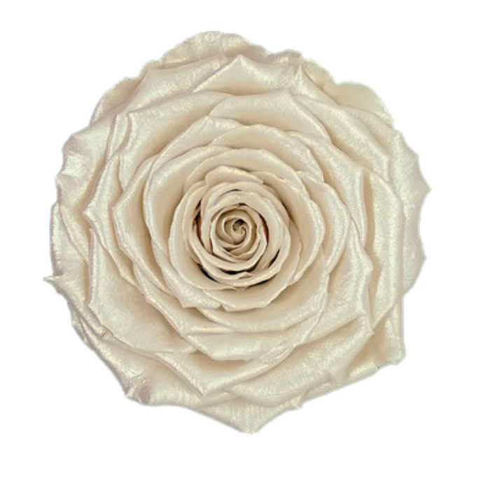Preserved Rose SATIN OFF WHITE (WHI 04 LL+)
