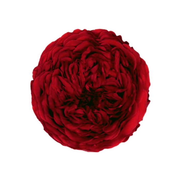Preserved Rose PURE RED (RED 02 AL)