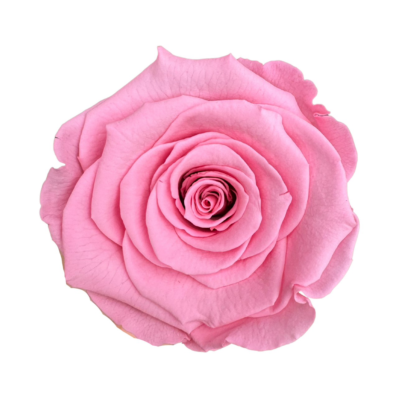 Preserved Roses