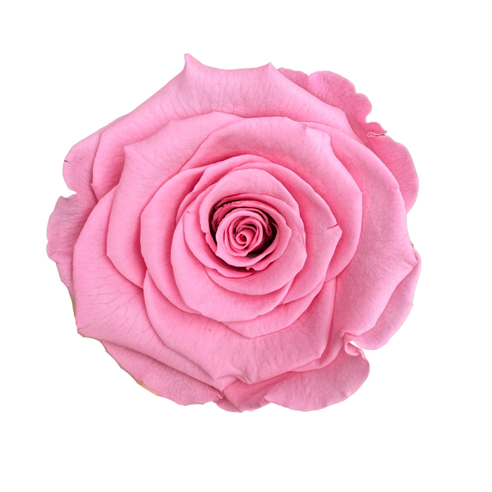 Preserved Rose MEDIUM PINK (PIN 06 LL+)