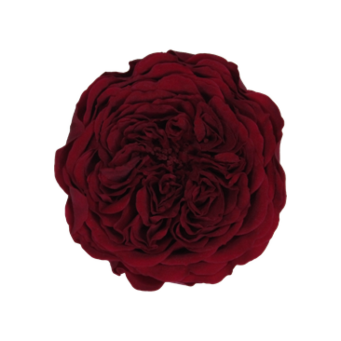 Preserved Rose DARK RED (RED 01 AL)