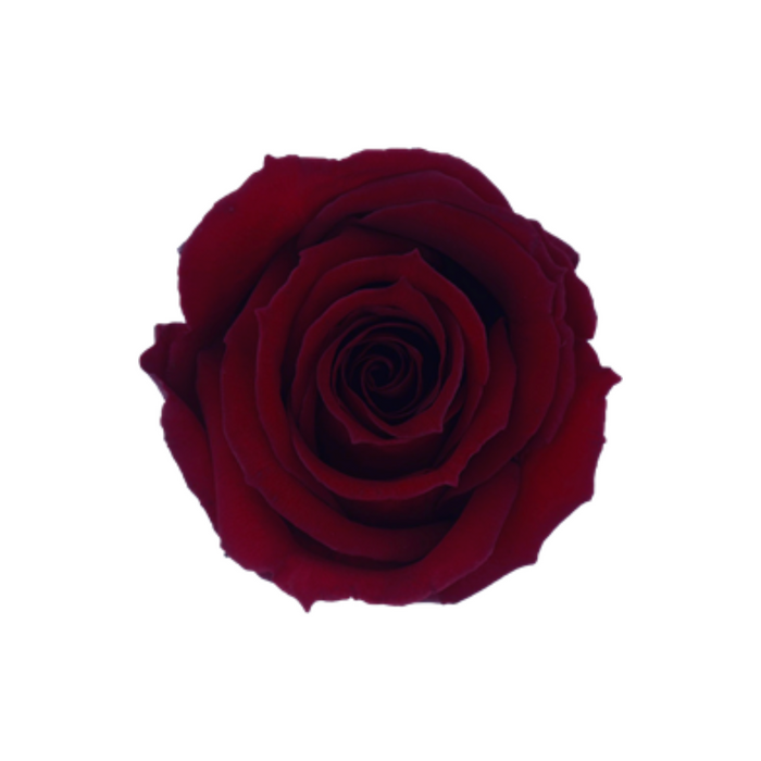 Preserved Rose DARK RED (RED 01 S)