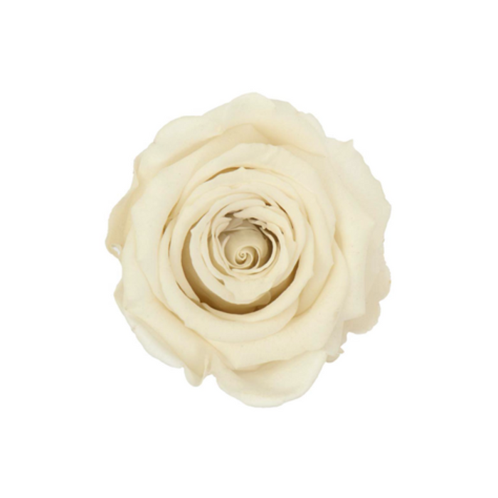 Preserved Rose OFF WHITE (WHI 04 S)