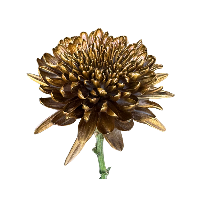 Floral Spray Paint (ANTIQUE GOLD) #085