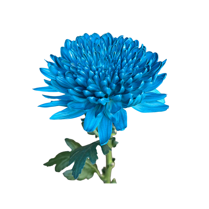 Floral Spray Paint (LARKSPUR BLUE) #005