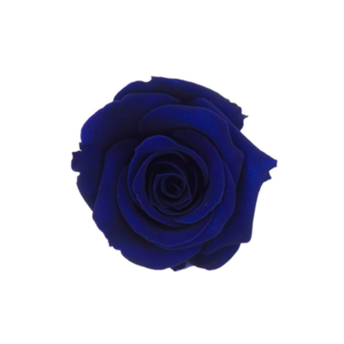Preserved Rose ROYAL BLUE (BLU 03 S)