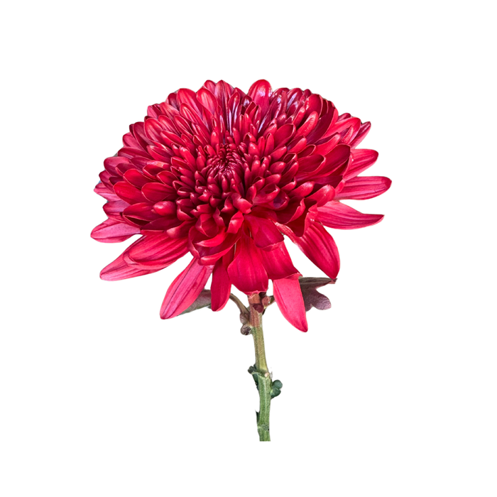 Floral Spray Paint (HOLIDAY RED) #036