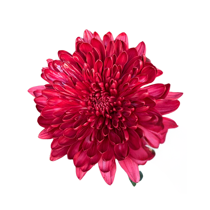 Floral Spray Paint (HOLIDAY RED) #036