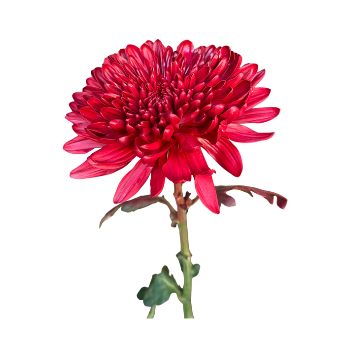 Floral Spray Paint (HOLIDAY RED) #036