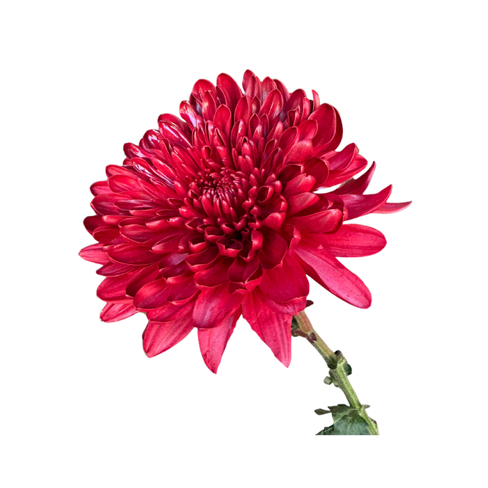 Floral Spray Paint (HOLIDAY RED) #036