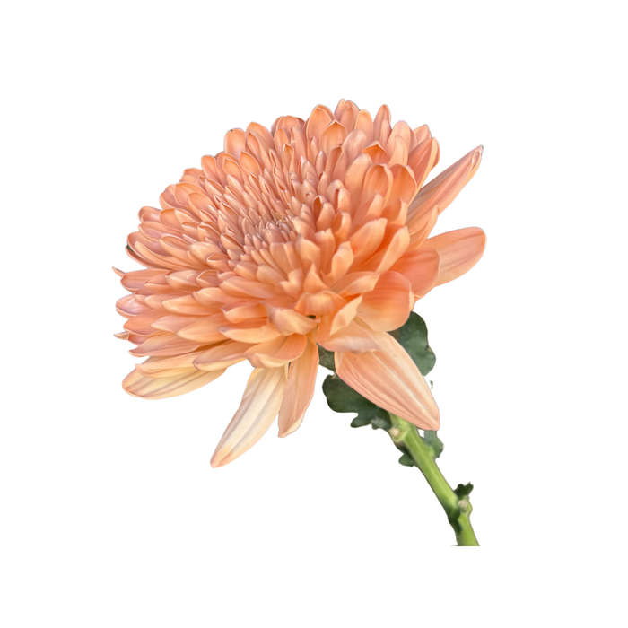 Floral Spray Paint (LIGHT ROSE) #016