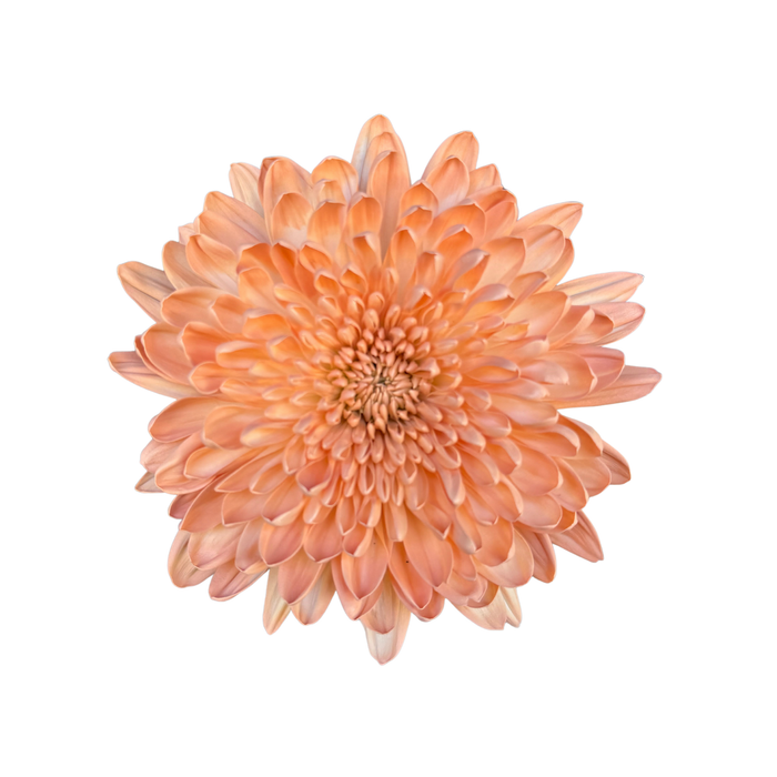 Floral Spray Paint (LIGHT ROSE) #016