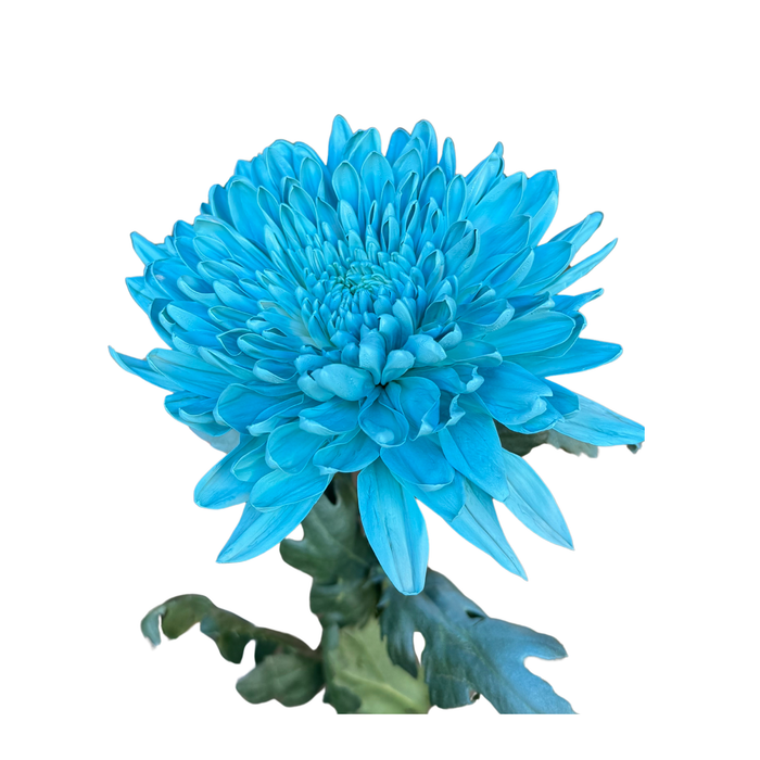 Floral Spray Paint (SOFT BLUE) #006