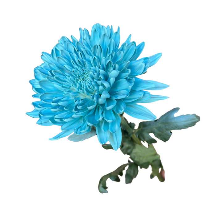 Floral Spray Paint (SOFT BLUE) #006