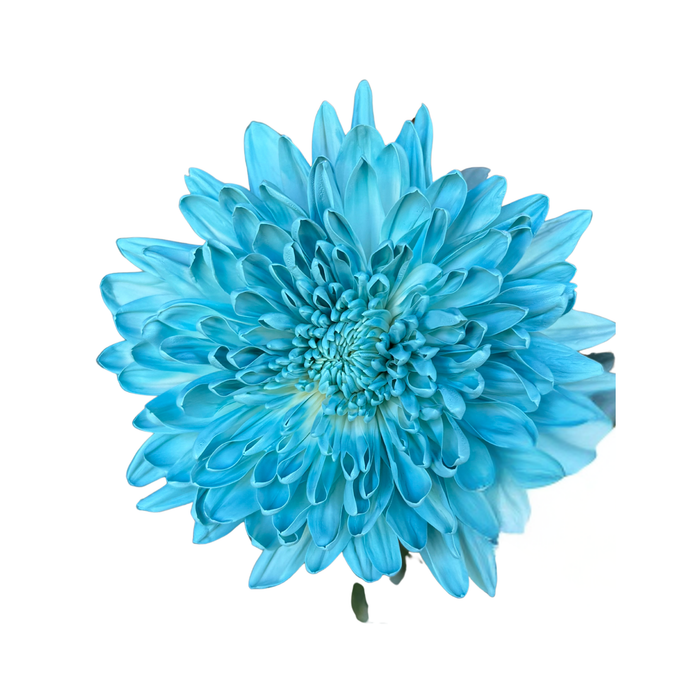 Floral Spray Paint (SOFT BLUE) #006