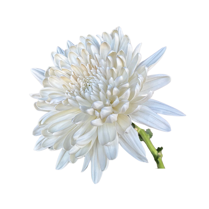 Floral Spray Paint (SOFT WHITE) #020