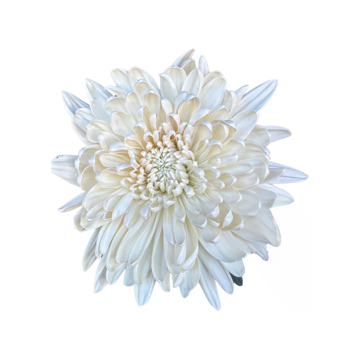 Floral Spray Paint (SOFT WHITE) #020