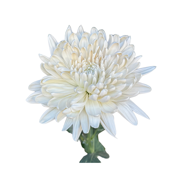 Floral Spray Paint (SOFT WHITE) #020