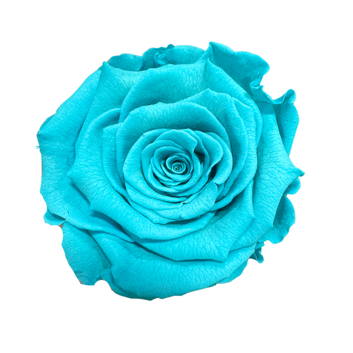 Preserved Rose TIFFANY (BLU 02 LL+)