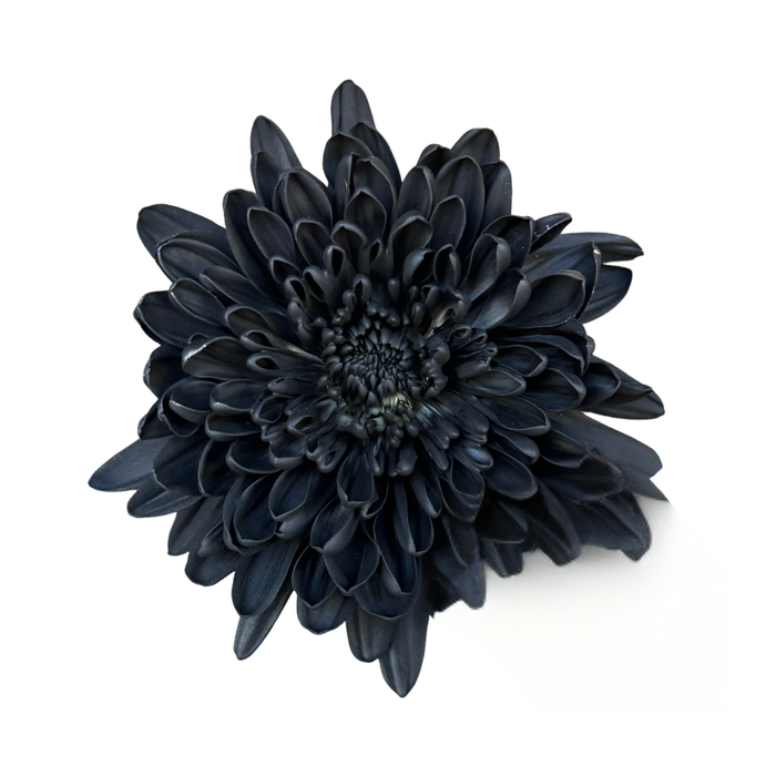 Floral Spray Paint (SOFT BLACK) #021