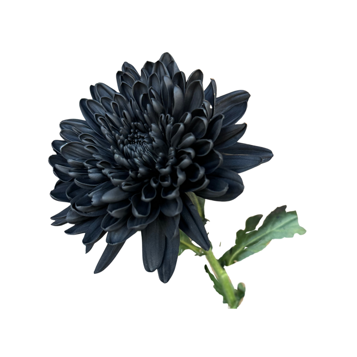 Floral Spray Paint (SOFT BLACK) #021
