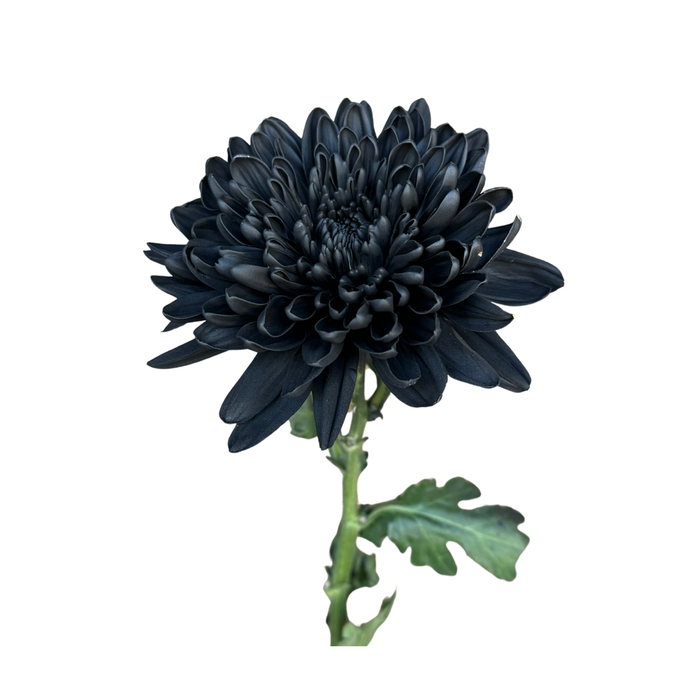 Floral Spray Paint (SOFT BLACK) #021