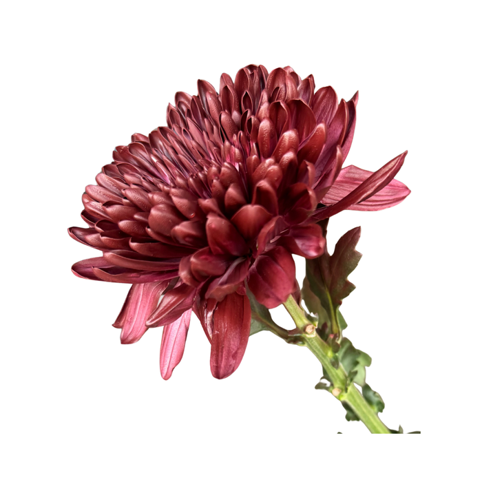 Floral Spray Paint (BURGUNDY RED) #051