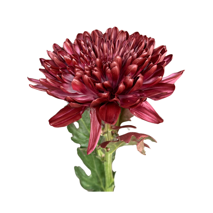 Floral Spray Paint (BURGUNDY RED) #051