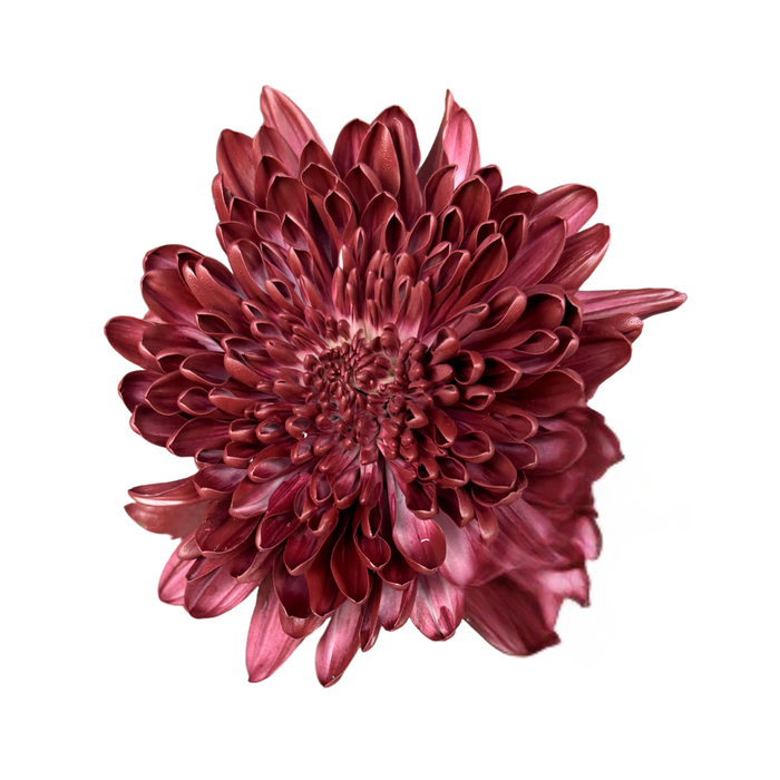 Floral Spray Paint (BURGUNDY RED) #051