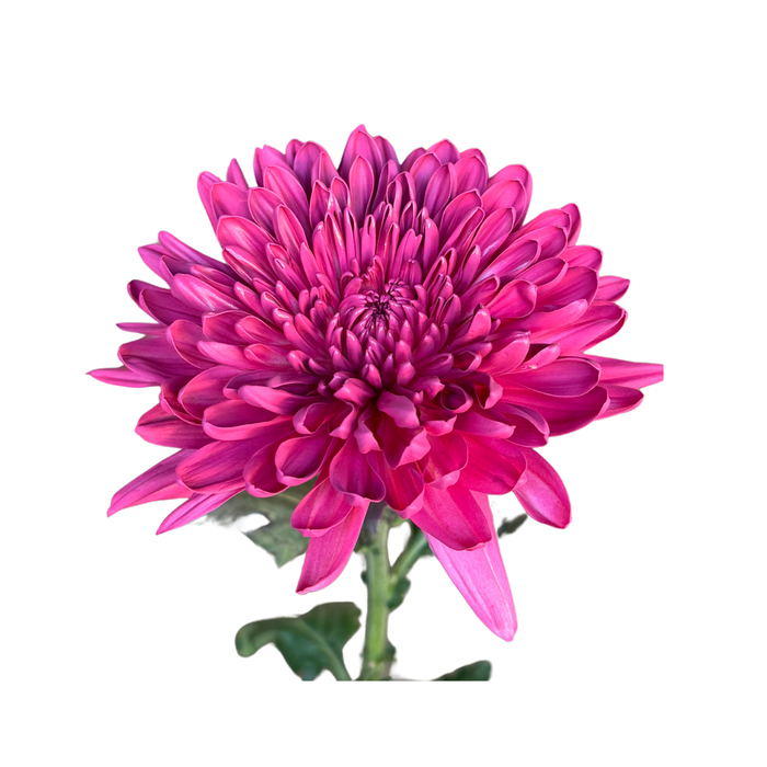 Floral Spray Paint (ERICA) #035