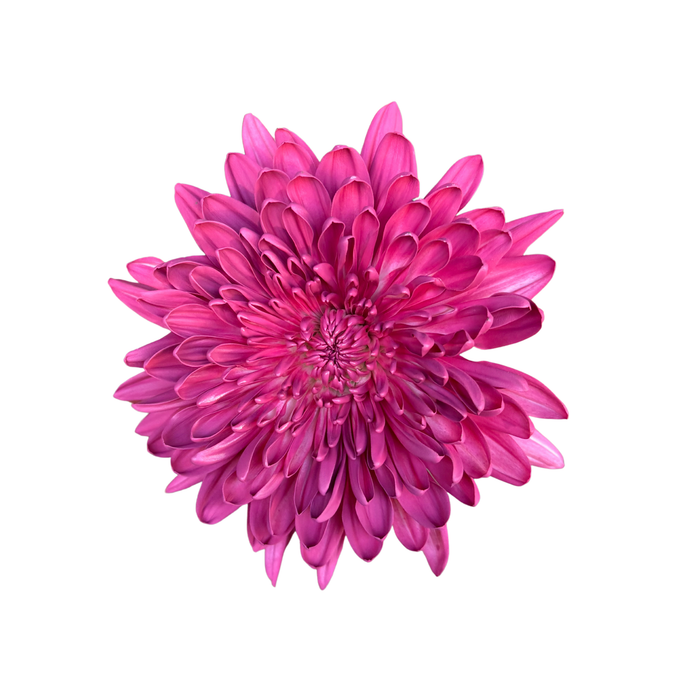 Floral Spray Paint (ERICA) #035