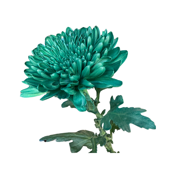 Floral Spray Paint (HOLIDAY GREEN) #042