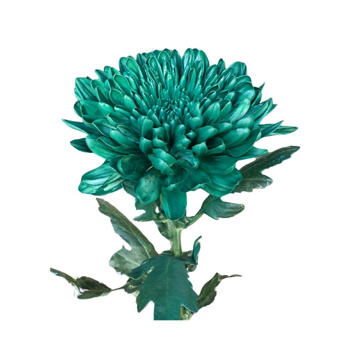 Floral Spray Paint (HOLIDAY GREEN) #042