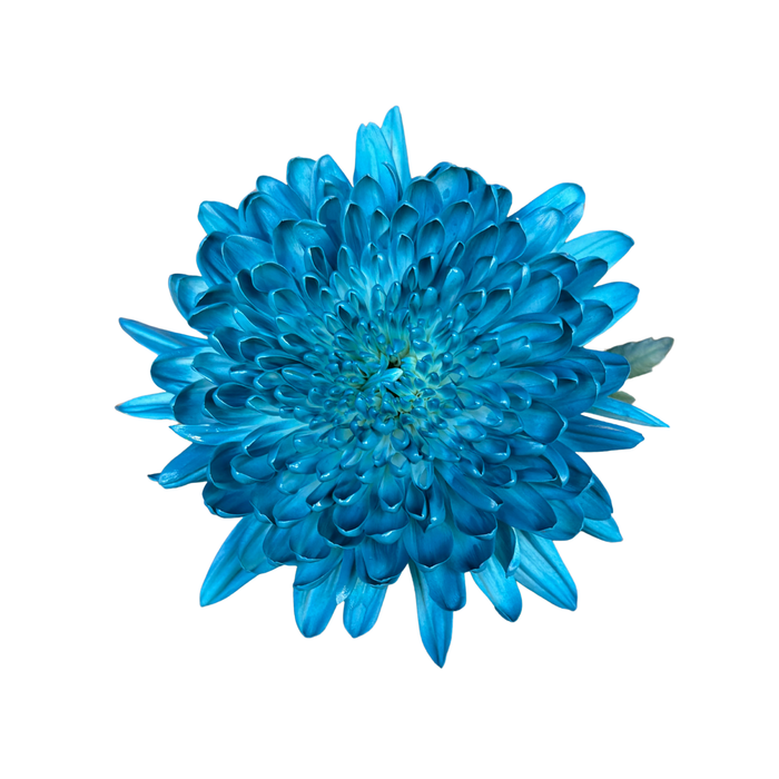 Floral Spray Paint (LARKSPUR BLUE) #005