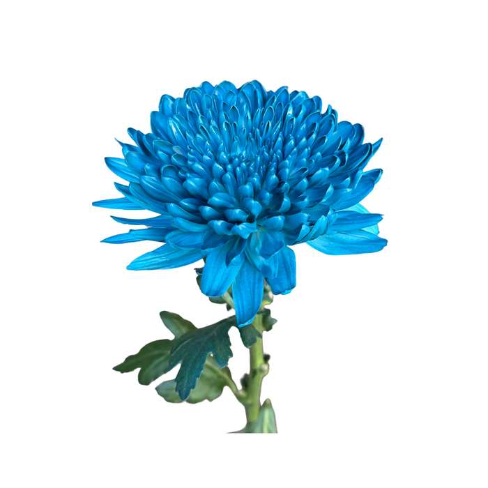 Floral Spray Paint (LARKSPUR BLUE) #005