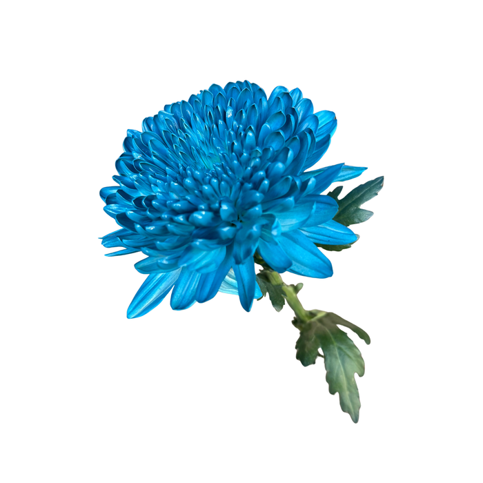 Floral Spray Paint (LARKSPUR BLUE) #005