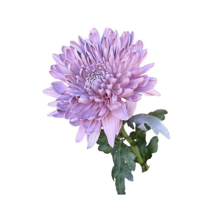 Floral Spray Paint (LAVENDER) #015