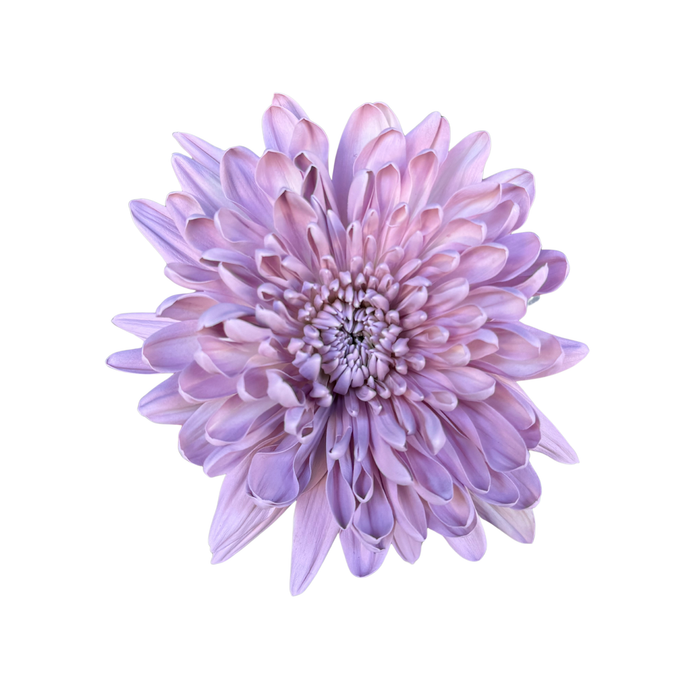 Floral Spray Paint (LAVENDER) #015