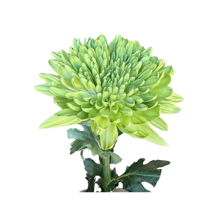 Floral Spray Paint (LEMON LIME) #018