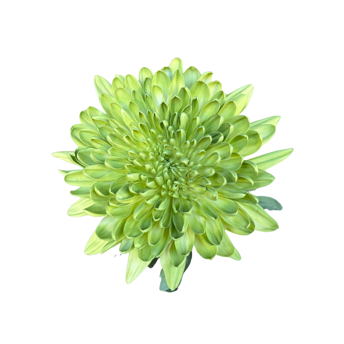 Floral Spray Paint (LEMON LIME) #018