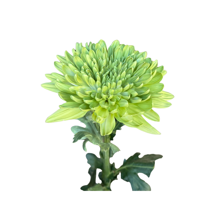 Floral Spray Paint (LEMON LIME) #018