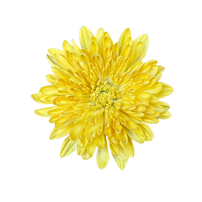 Floral Spray Paint (LIGHT YELLOW) #082