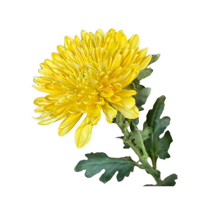 Floral Spray Paint (LIGHT YELLOW) #082