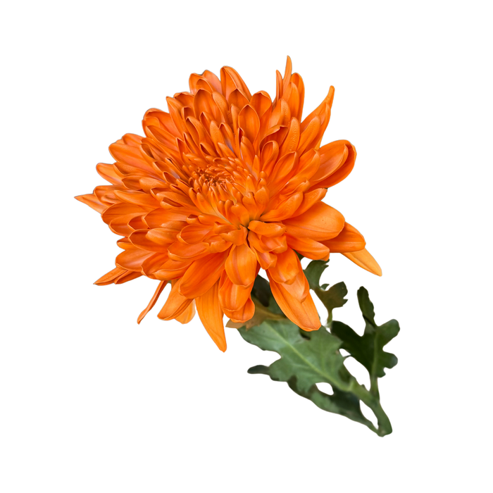 Floral Spray Paint (ORANGE PEEL) #007