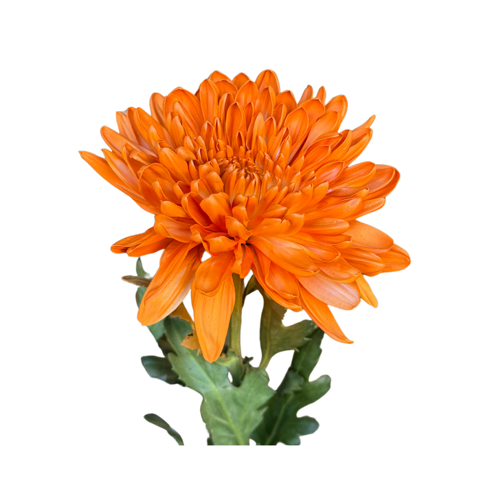 Floral Spray Paint (ORANGE PEEL) #007