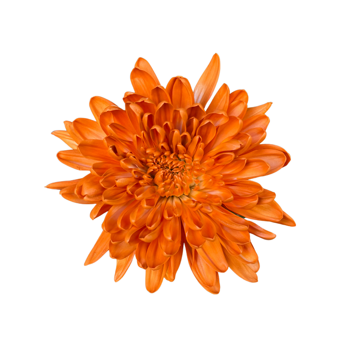 Floral Spray Paint (ORANGE PEEL) #007