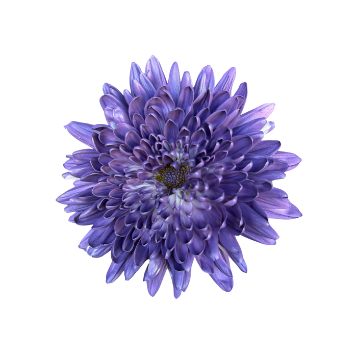 Floral Spray Paint (REGAL PURPLE) #026