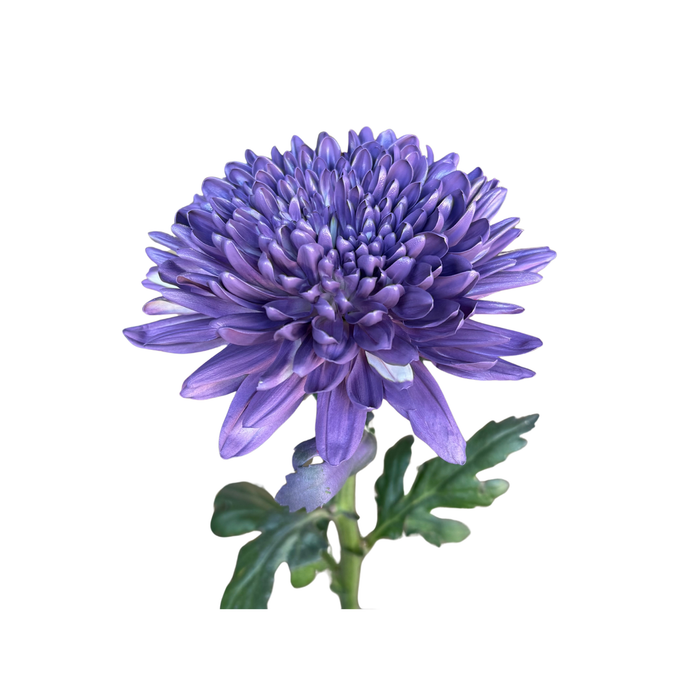 Floral Spray Paint (REGAL PURPLE) #026