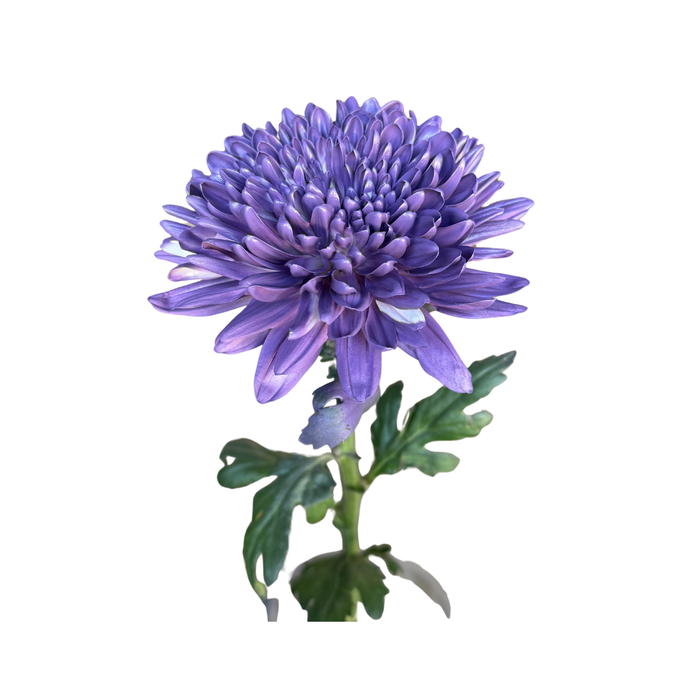 Floral Spray Paint (REGAL PURPLE) #026