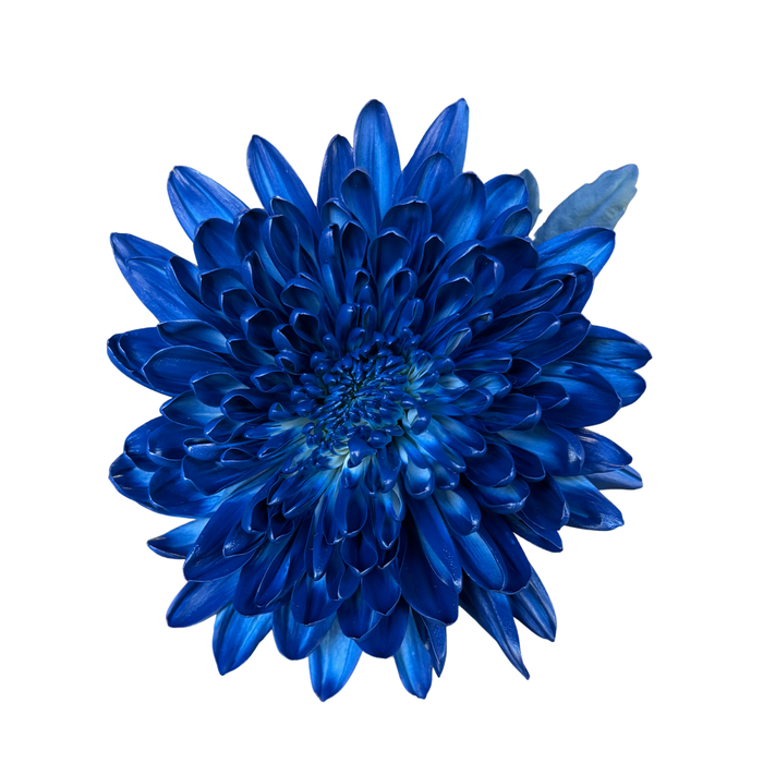 Floral Spray Paint (ROYAL BLUE) #045